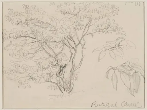 Portugal laurel