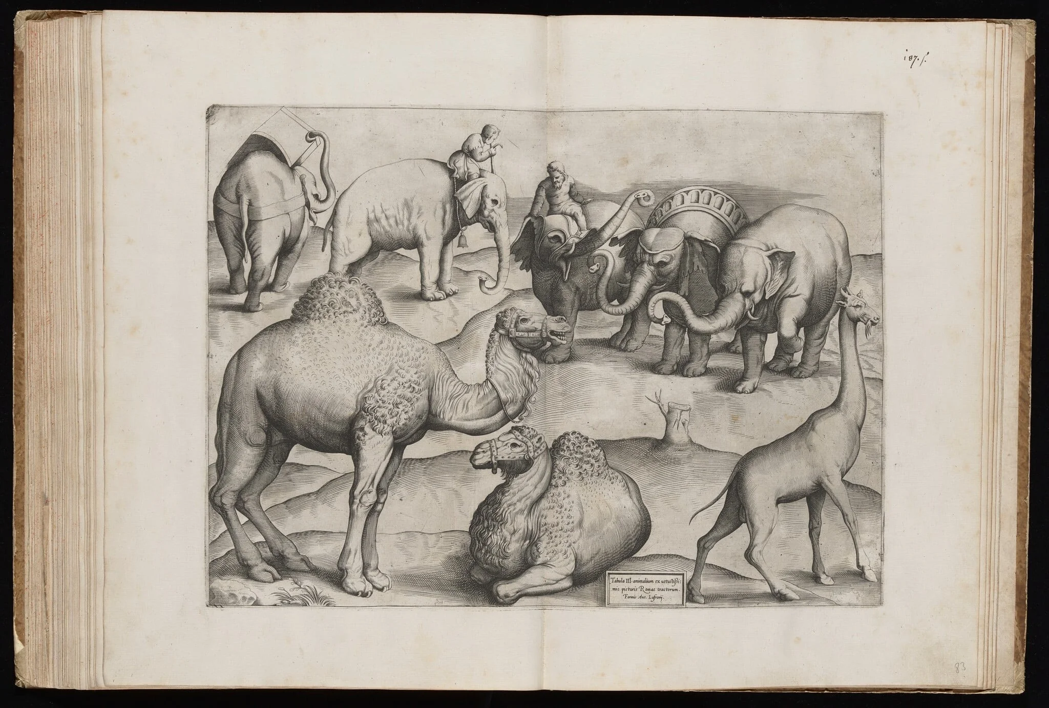 Animals from an Ancient Wall Painting [Plate III], by Italian 16th Century, ink, 1547