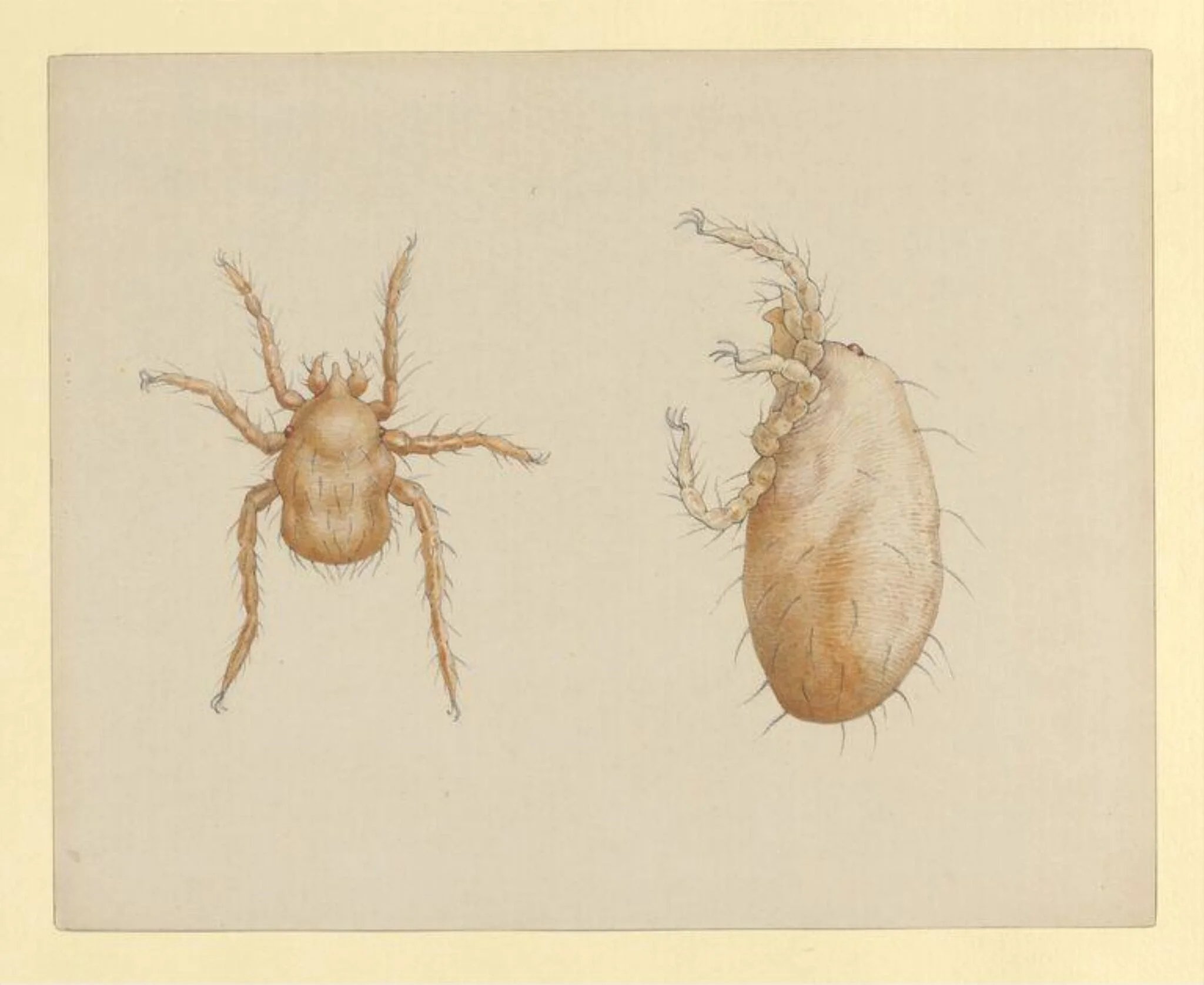 Untitled, by Beatrix Potter, watercolor, 1887