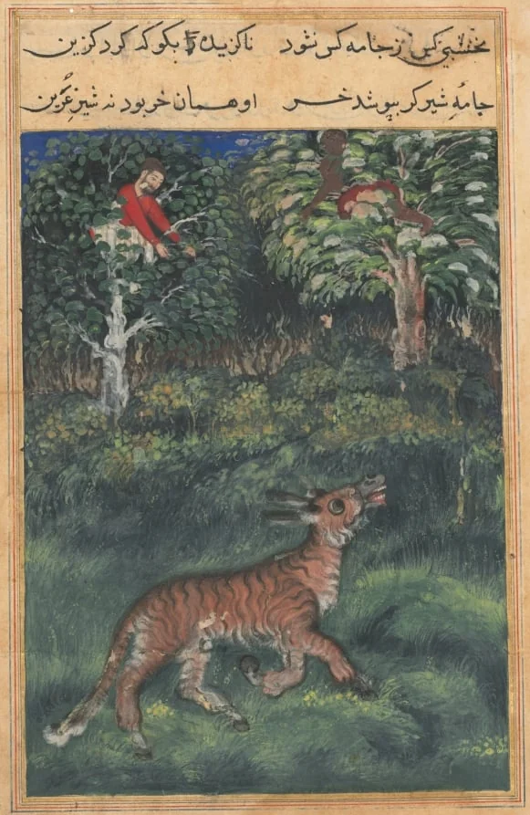 The donkey, in a tiger’s skin, reveals his identity by braying aloud, from a Tuti-nama (Tales of a Parrot): Thirty-first Night, by Basawan, unspecified, 1560