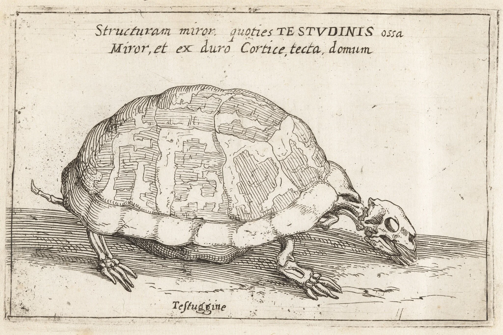 Skeleton of a Tortoise, by Teodoro Filippo di Liagno, ink, 1620