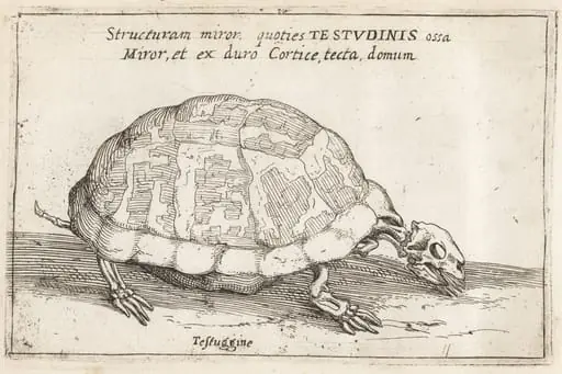 Skeleton of a Tortoise