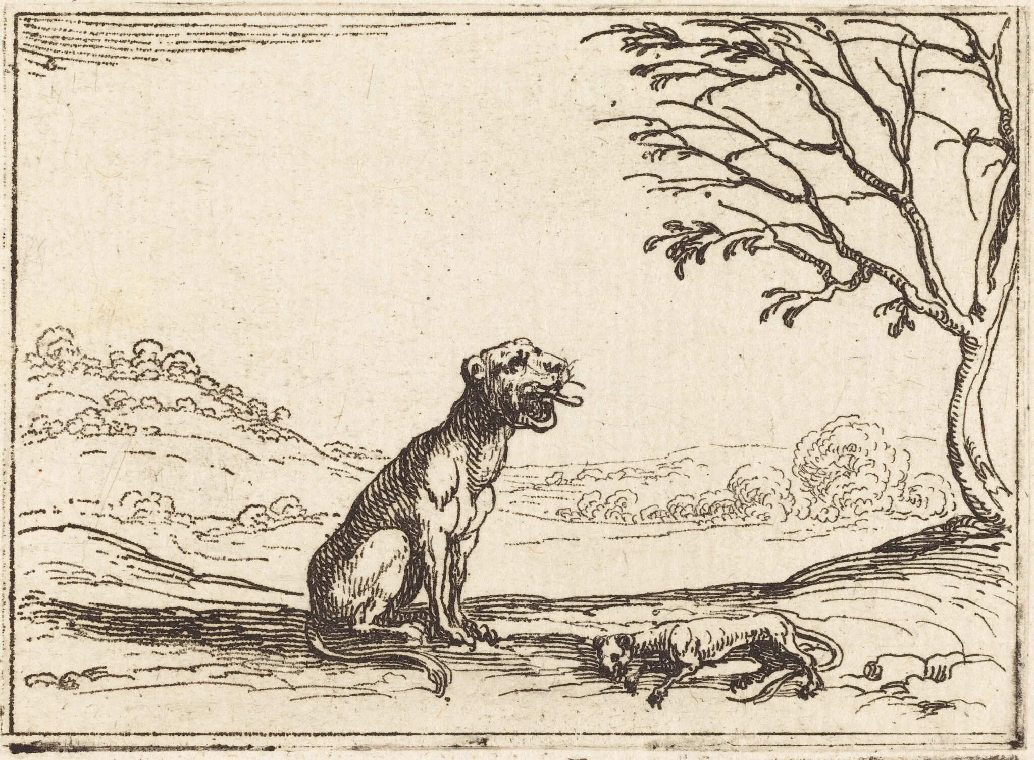 Lioness Mourning her Cub, by Jacques Callot, ink, 1628