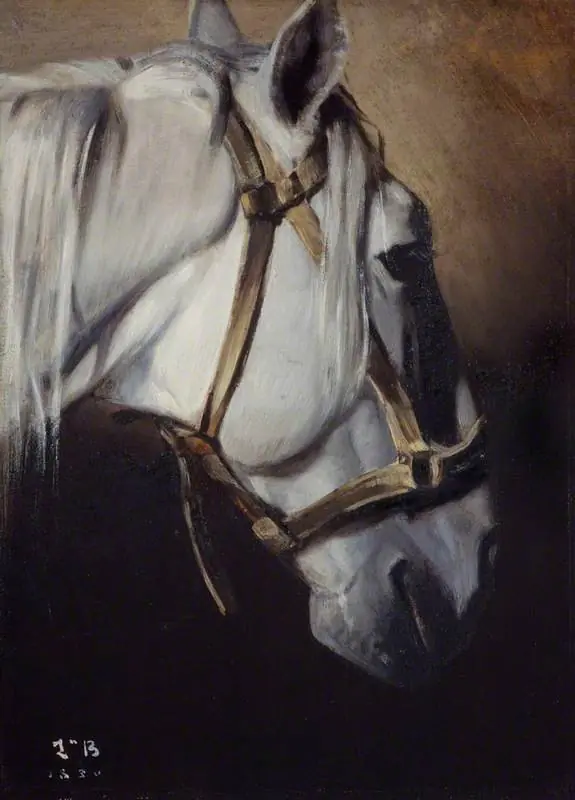 Head of a white horse