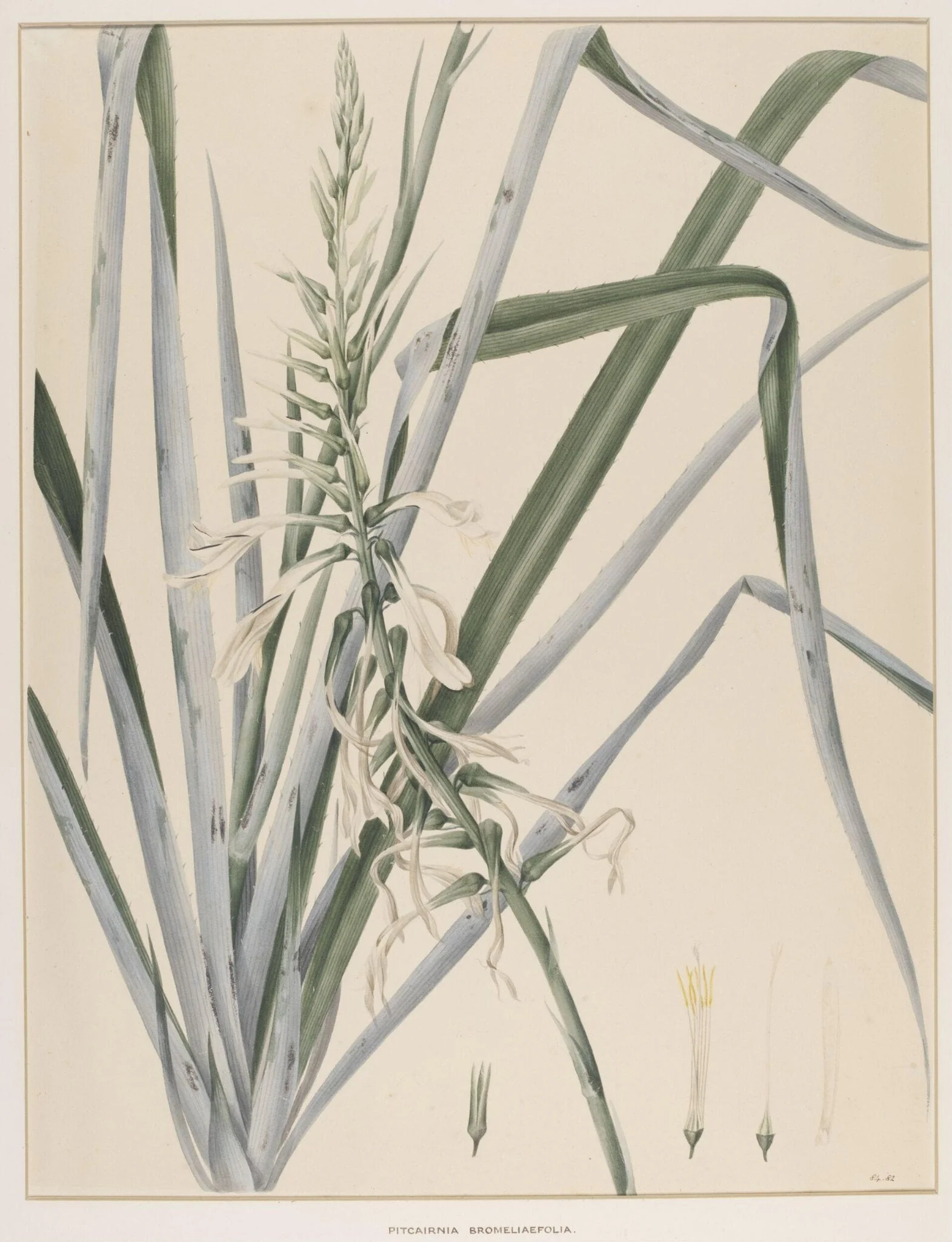 Pitcairnia Bromeliaefolia