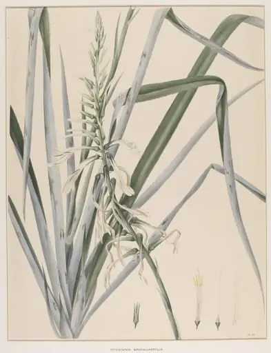 Pitcairnia Bromeliaefolia