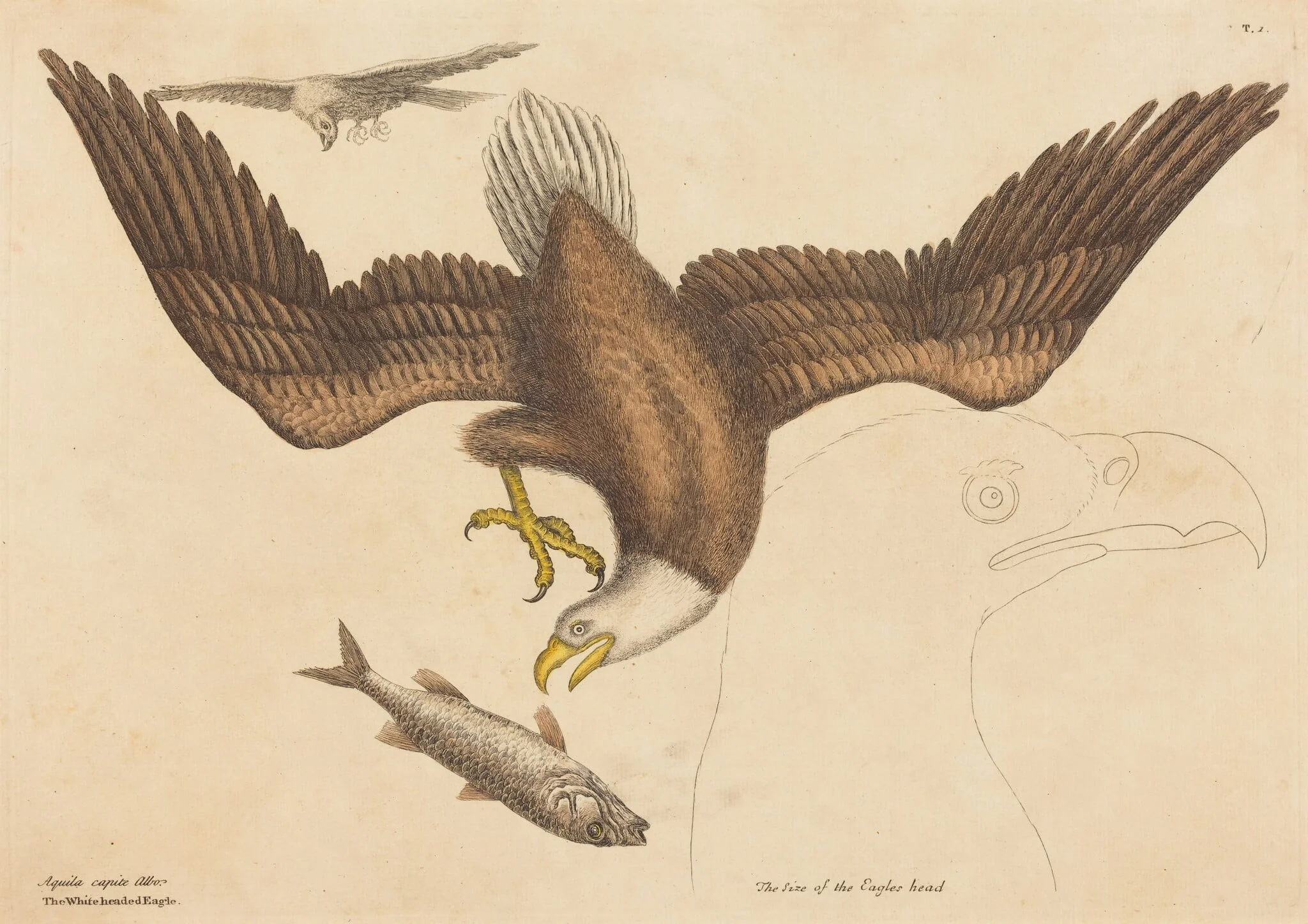 The Bald Eagle (Falco leucocephalus)