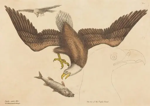 The Bald Eagle (Falco leucocephalus)