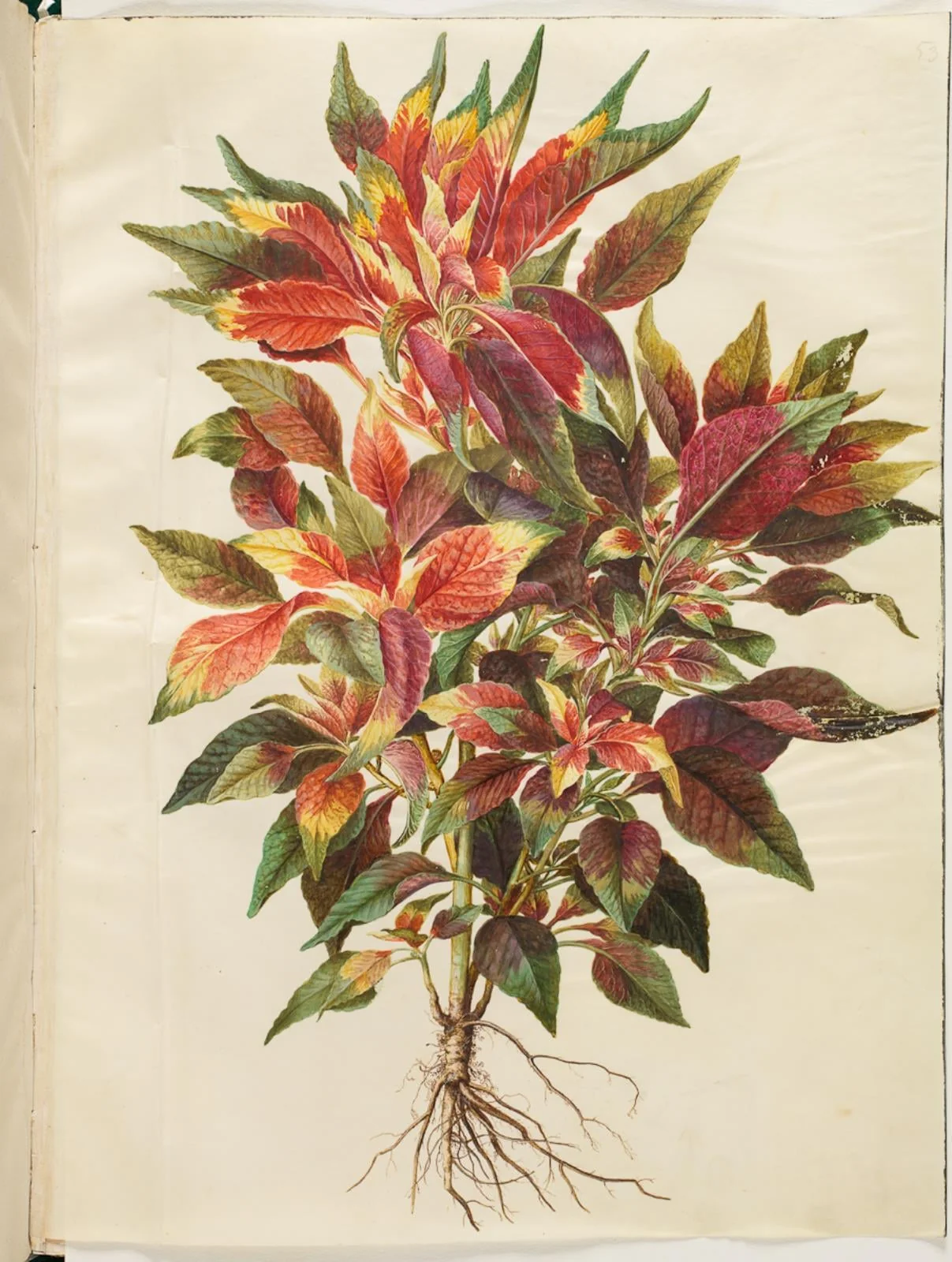 Amaranthus tricolor (papegøje-amarant), by Unknown, unspecified, 1654
