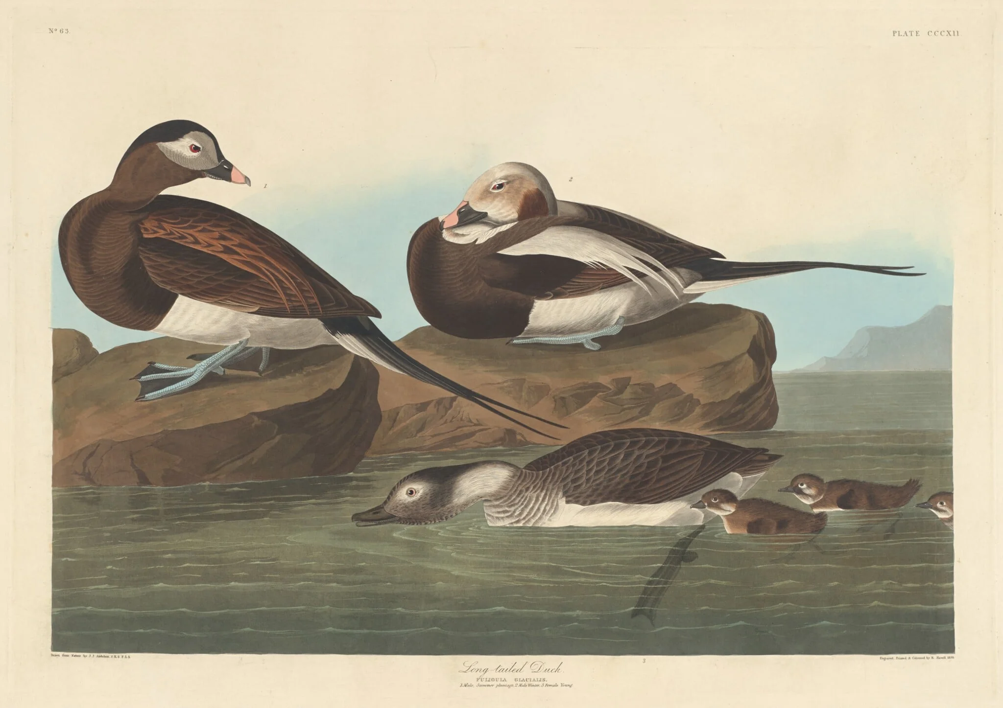 Long-tailed Duck, by Robert Havell Jr., ink, 1836