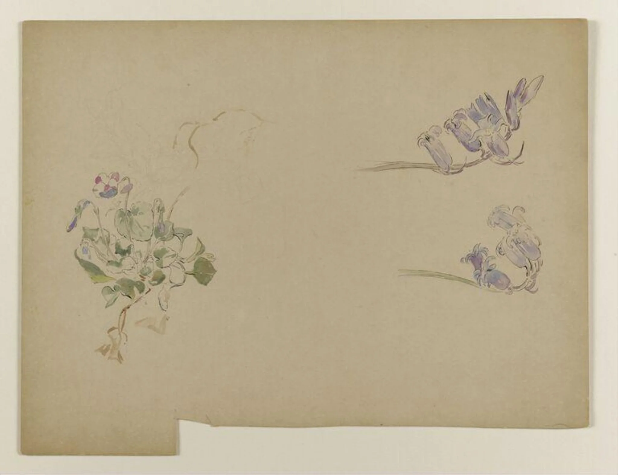 Violets and bluebells