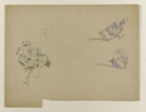 Violets and bluebells