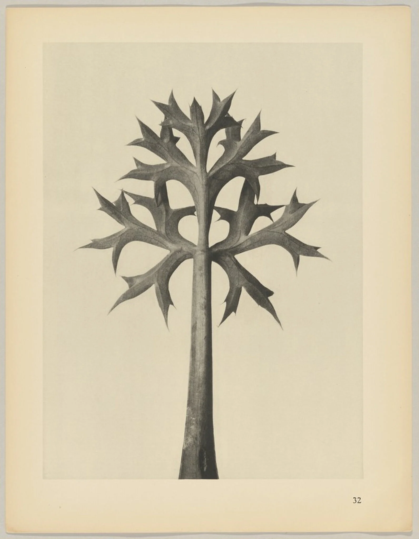 Eryngium Bourgatii