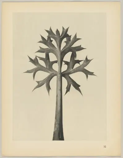 Eryngium Bourgatii