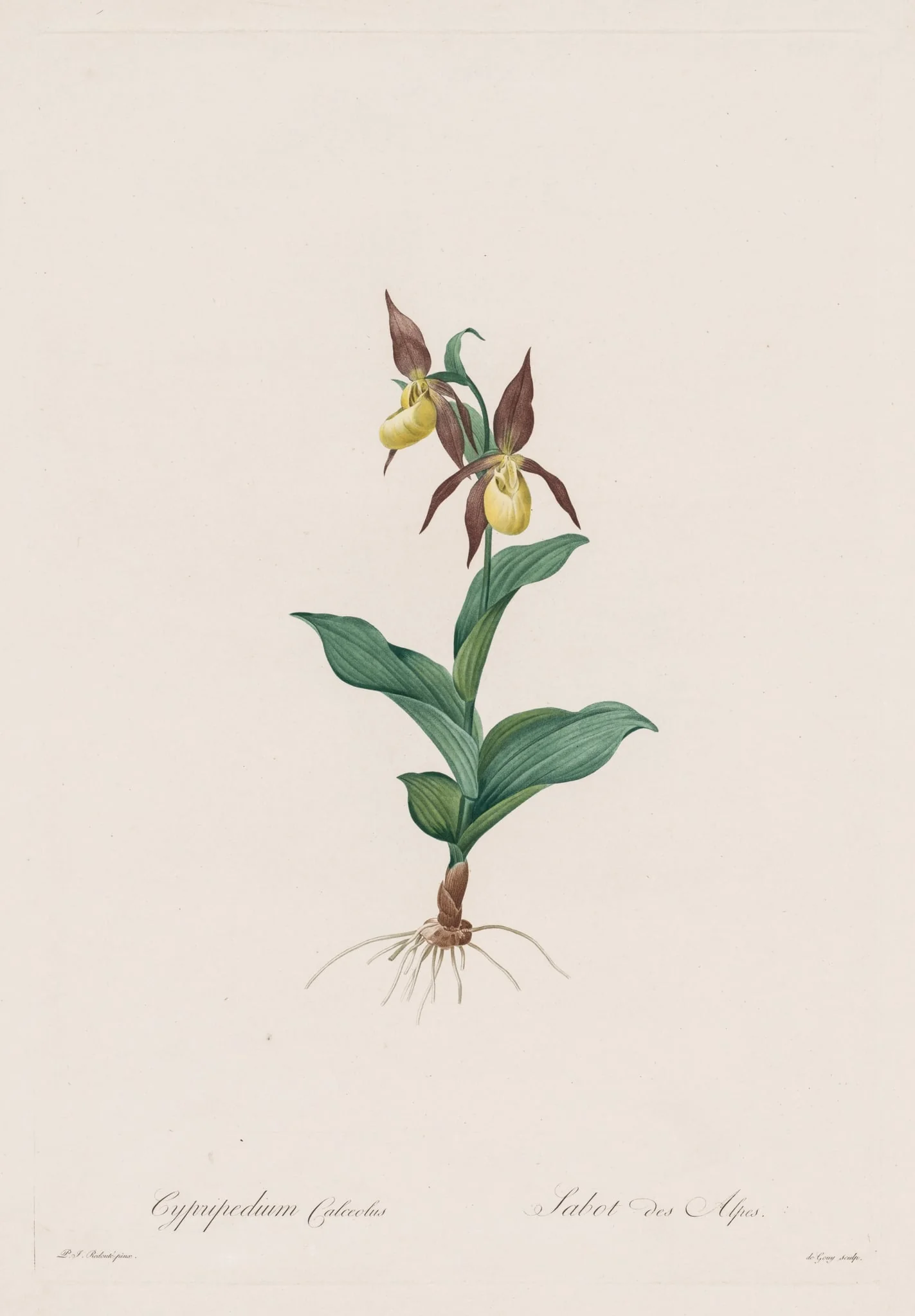 Les Liliacées:  Cypripedium calceolus, by Henry Joseph Redouté, 1809