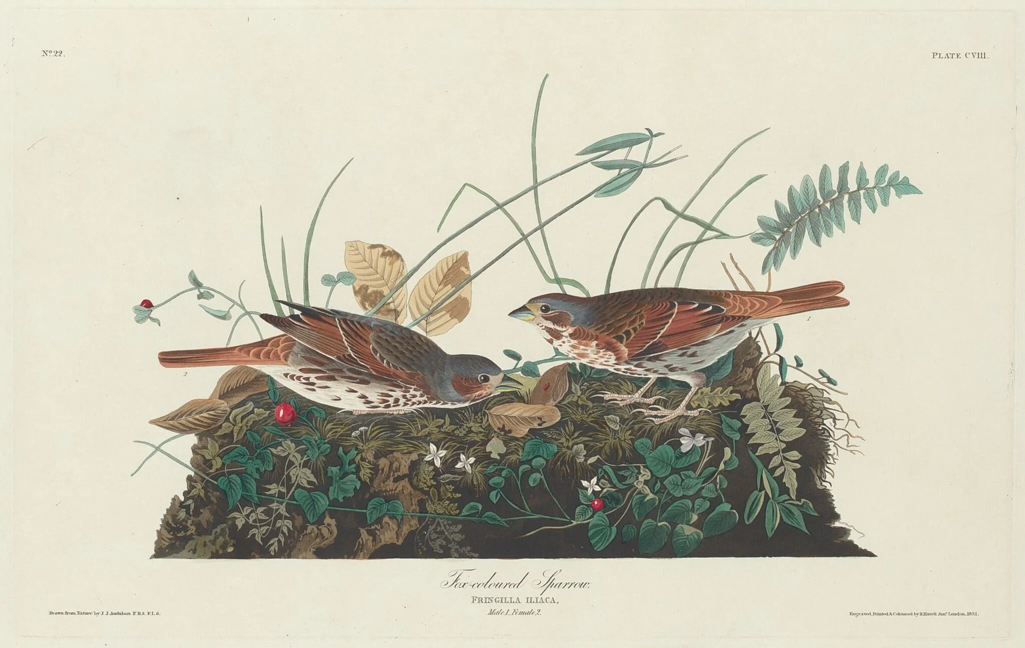 Two-colored Sparrow, by Robert Havell Jr., ink, 1831