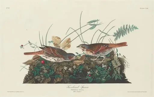 Two-colored Sparrow