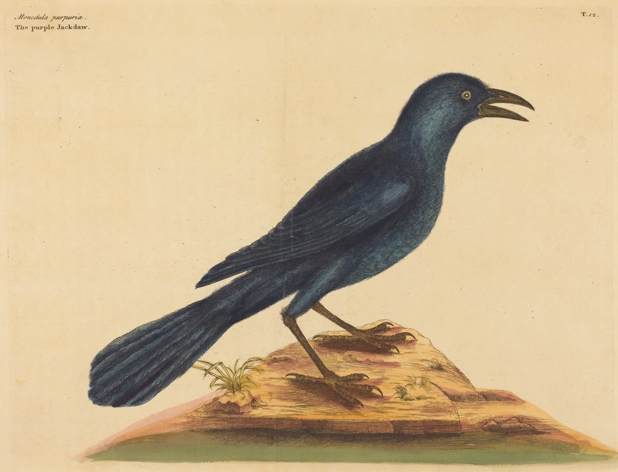 The Purple Jack Daw (Gracula Quiscula), by Mark Catesby, ink, 1737