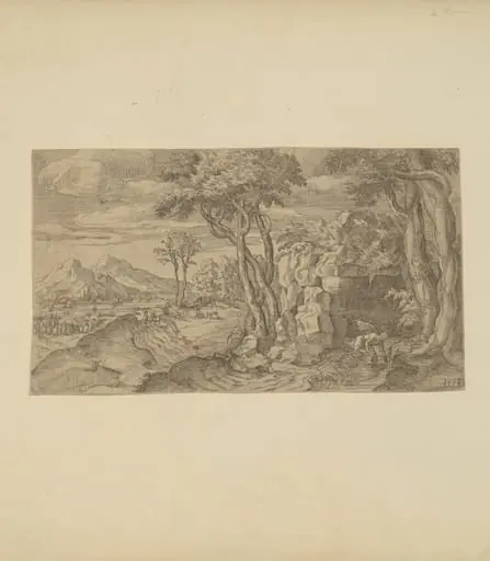 Narcissus