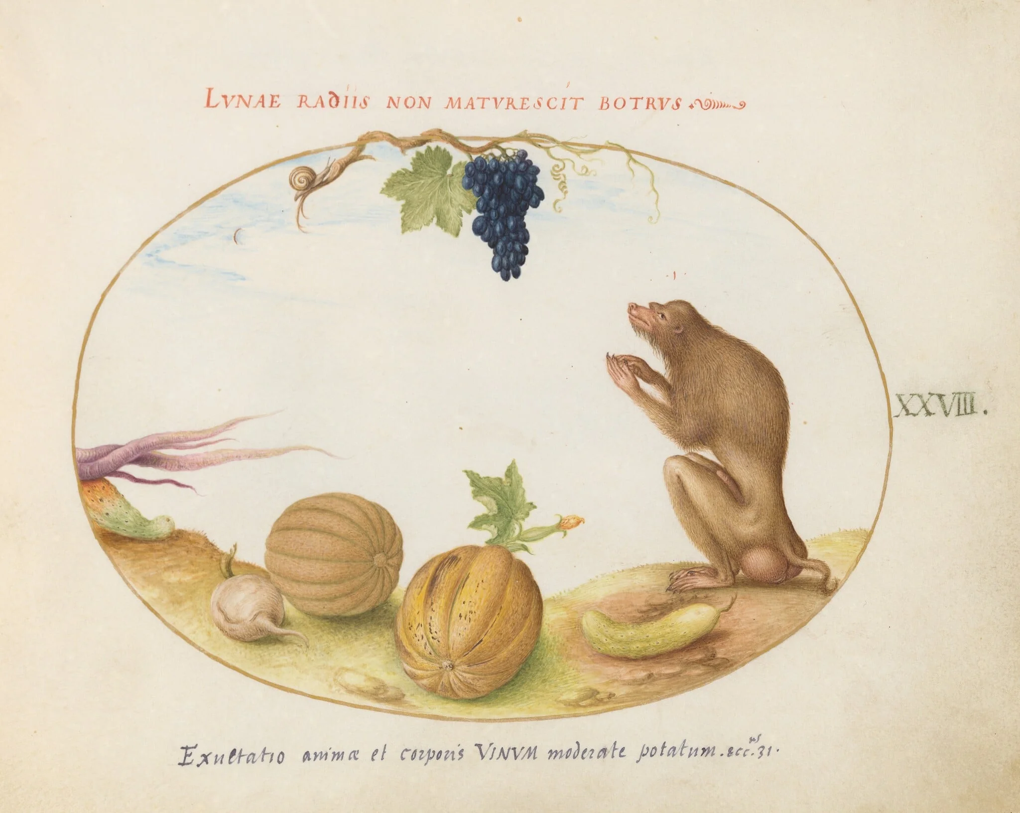 Plate 28: A "Tartarine" (Barbary Macaque?)  with Fruit and a Snail, by Joris Hoefnagel, gouache, 1594