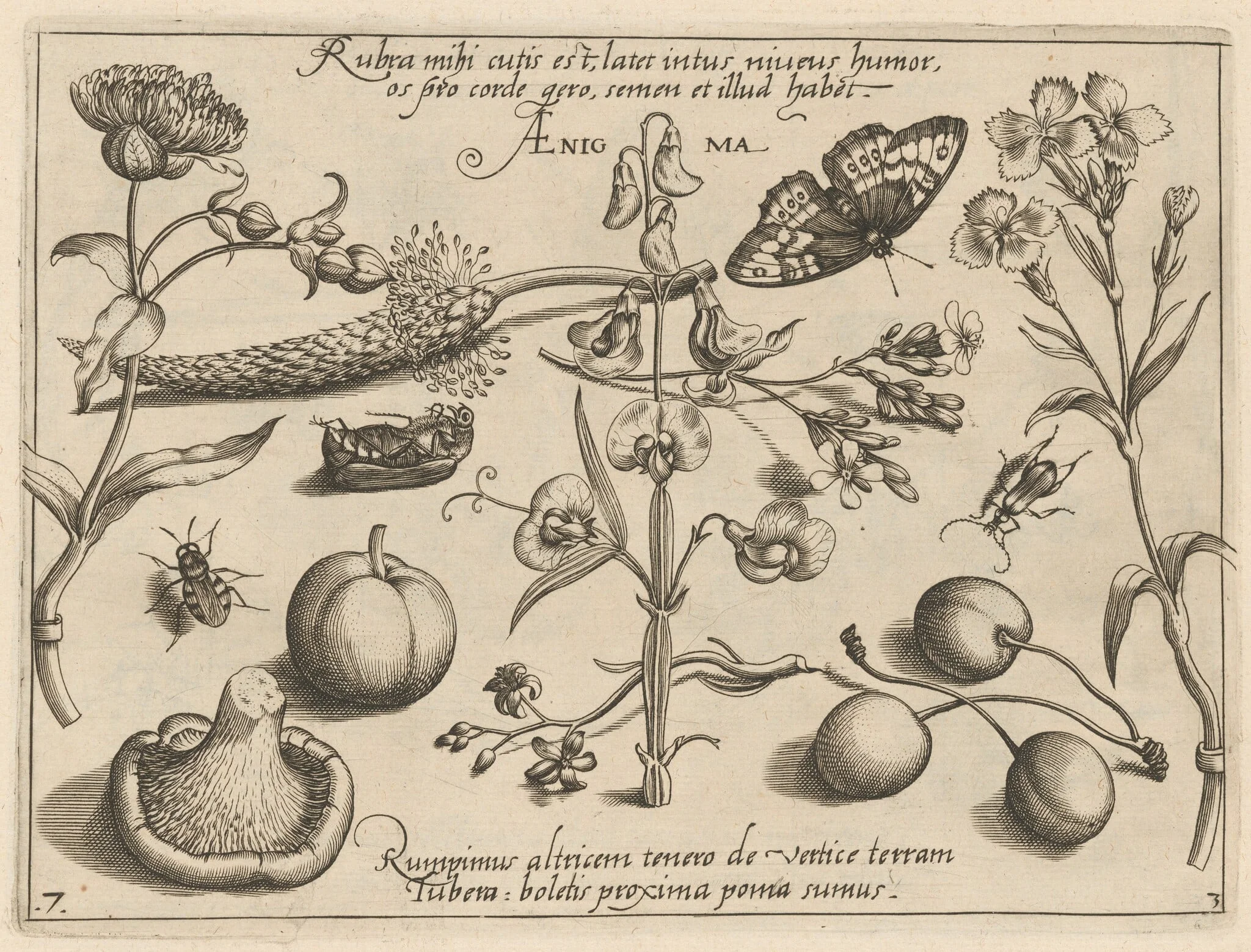 Archetypa studiaque patris Georgii Hoefnagelii [Part 3, Plate 7], by Jacob Hoefnagel, ink, 1592