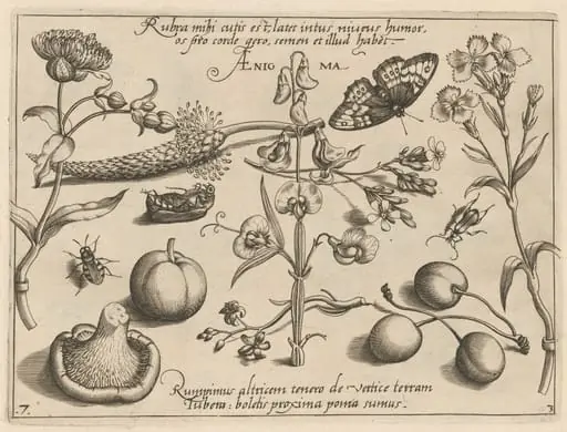 Archetypa studiaque patris Georgii Hoefnagelii [Part 3, Plate 7]