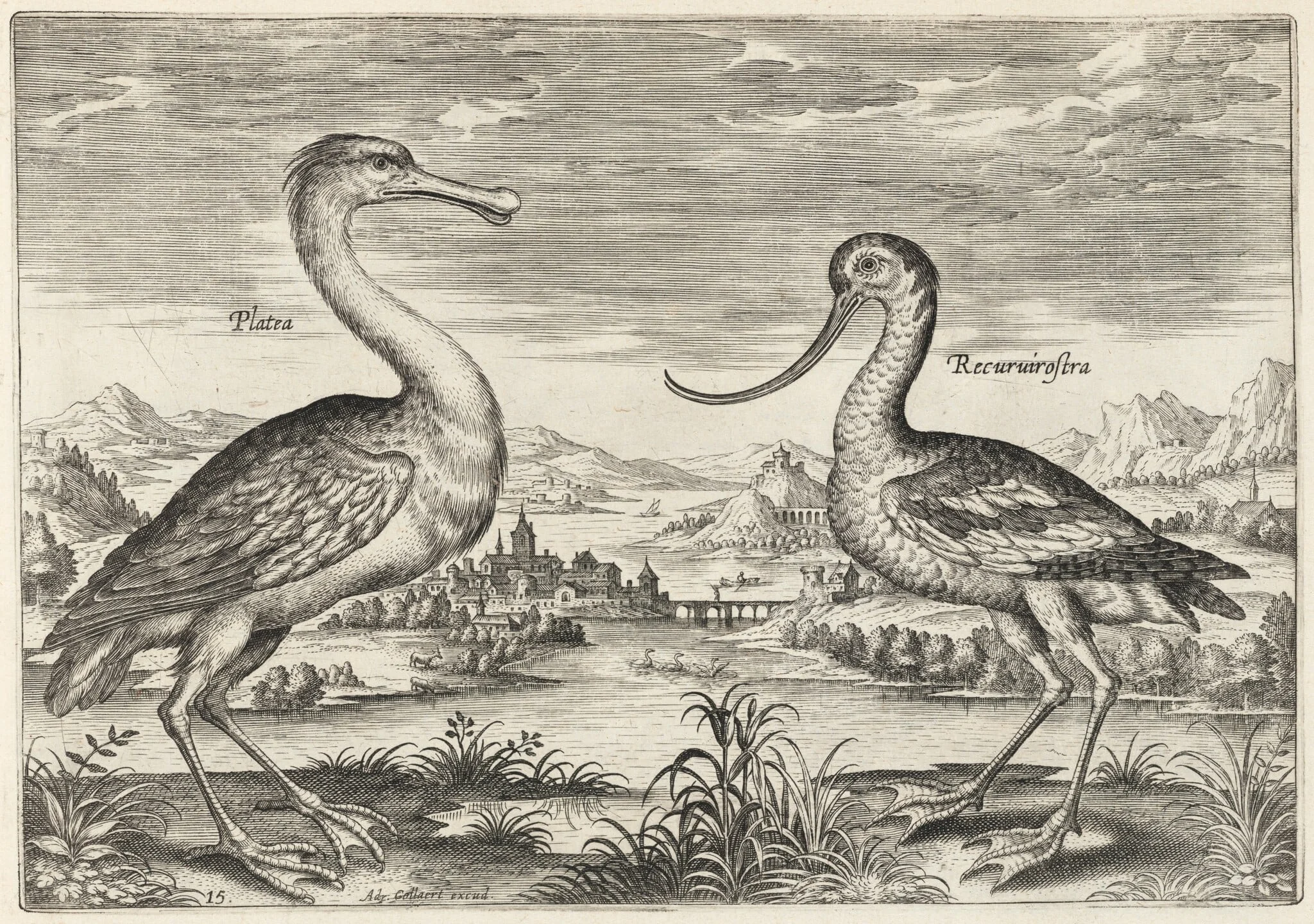 Spoonbill and Avocet, by Adriaen Collaert, ink, 1600