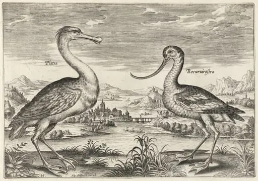 Spoonbill and Avocet