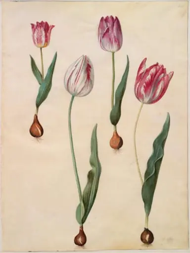 Tulipa gesneriana (have-tulipan)