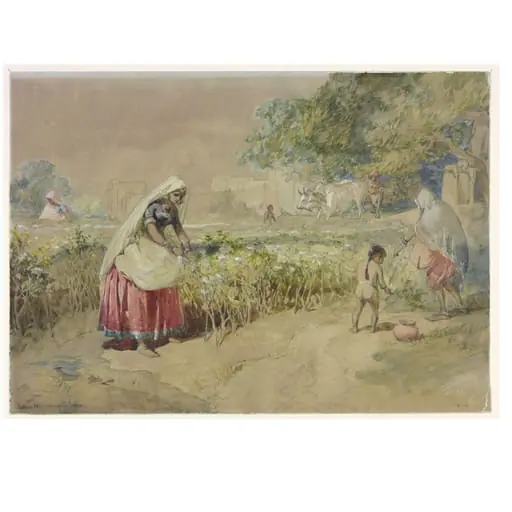 Cotton cultivation in India