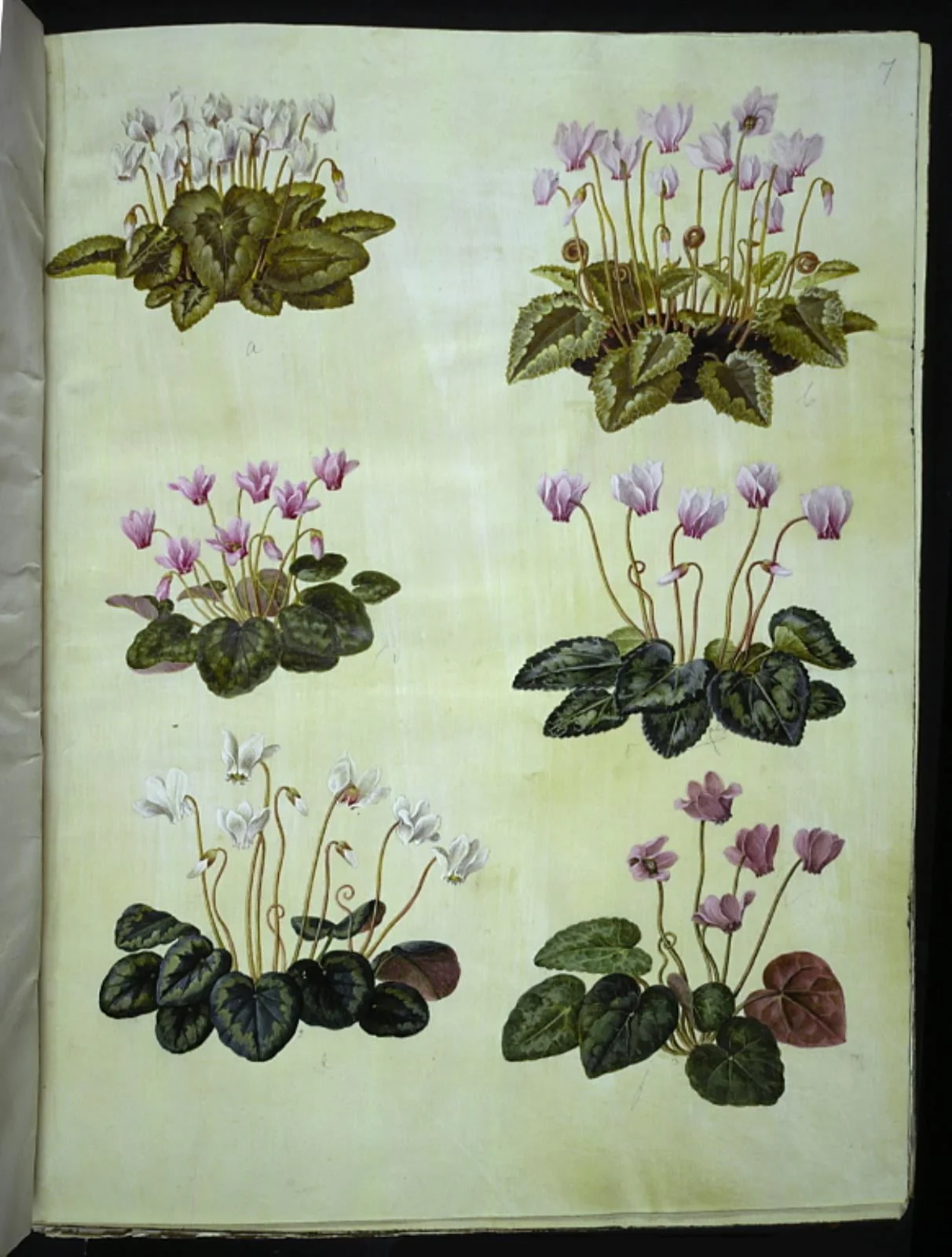Cyclamen hederifolium (vedbendbladet alpeviol); Cyclamen purpurascens (ægte alpeviol), by Unknown, unspecified, 1654