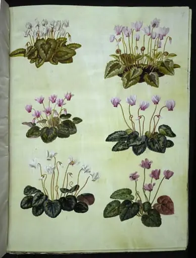 Cyclamen hederifolium (vedbendbladet alpeviol); Cyclamen purpurascens (ægte alpeviol)