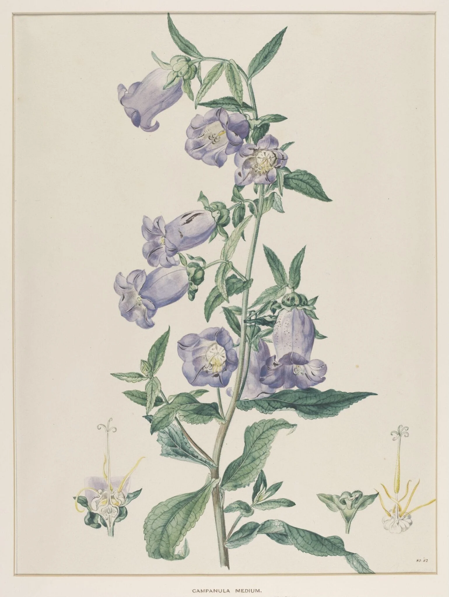 Campanula Medium
