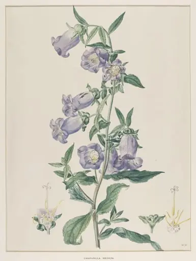 Campanula Medium
