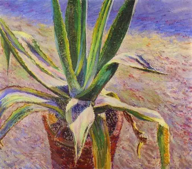 Agave.