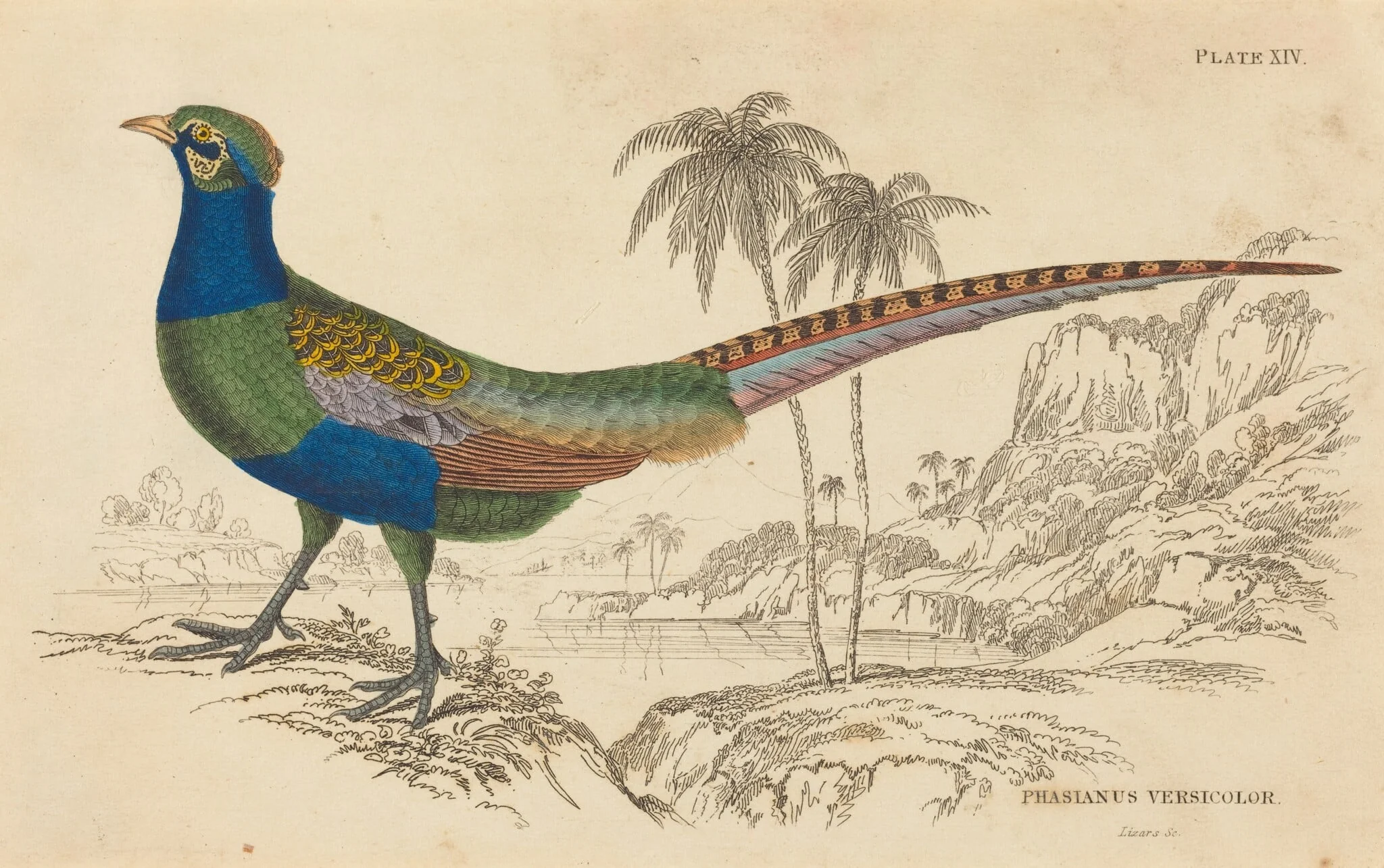 Phasianus Versicolor