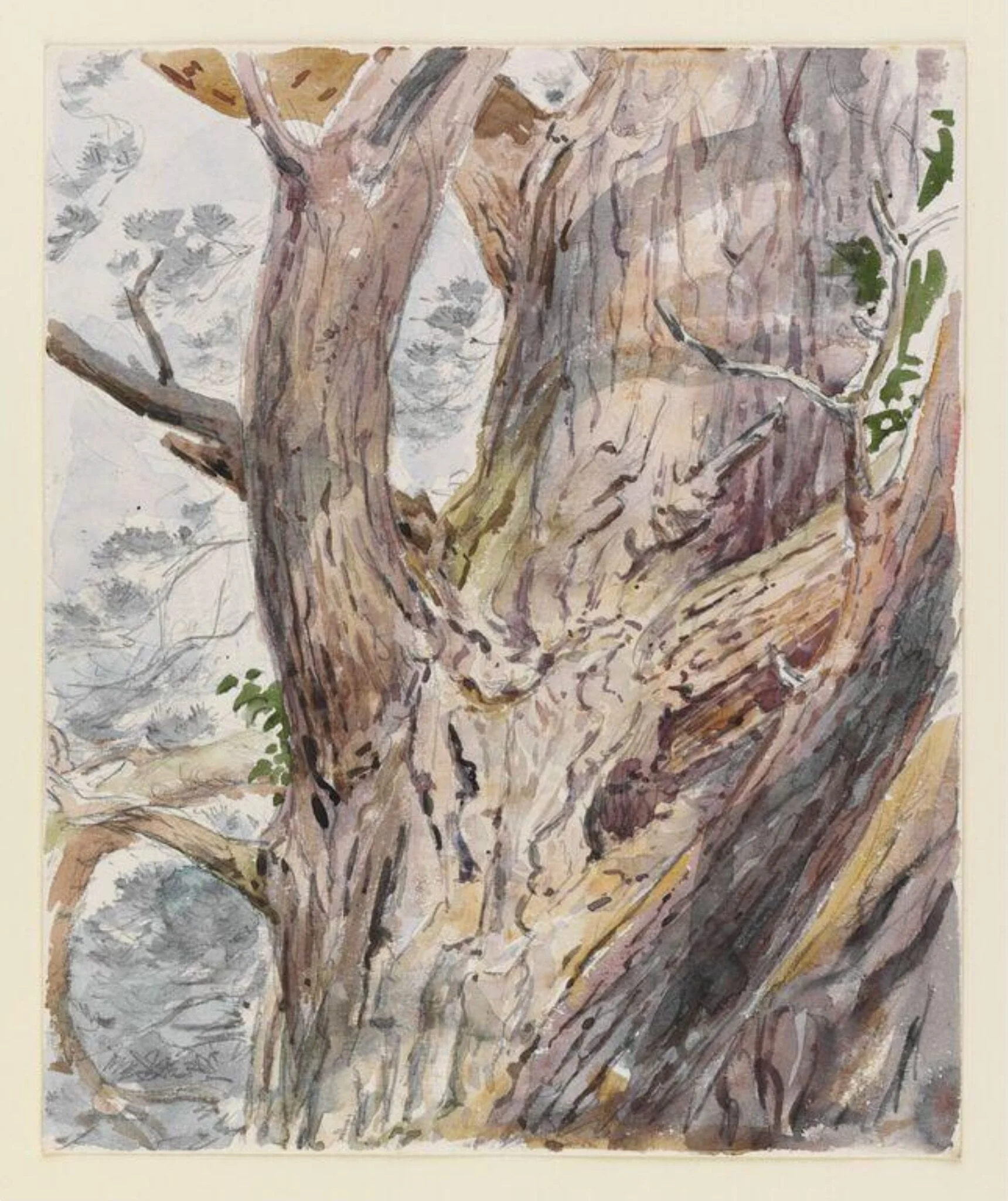 Study of a tree trunk, by Beatrix Potter, watercolor, 1903