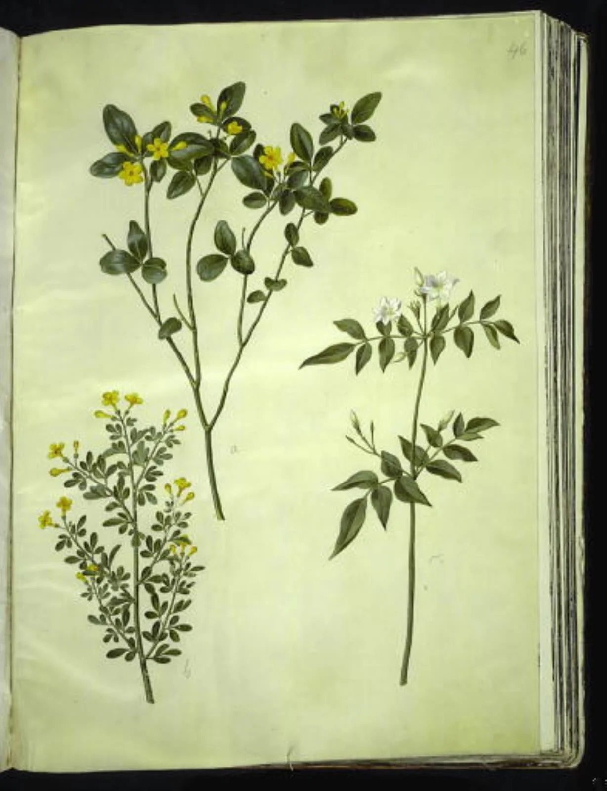 Jasminum odoratissimum (stue-jasmin); Jasminum fruticans (busk-jasmin); Jasminum grandiflorum (duft-jasmin), by Unknown, unspecified, 1654