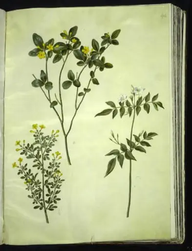 Jasminum odoratissimum (stue-jasmin); Jasminum fruticans (busk-jasmin); Jasminum grandiflorum (duft-jasmin)