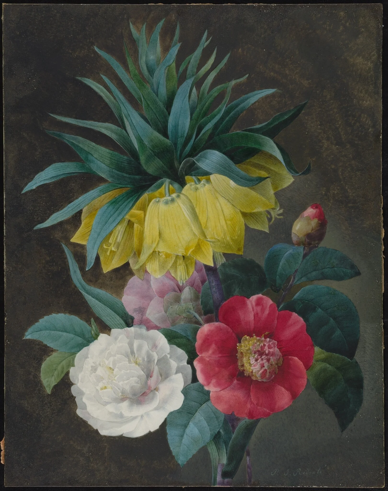 Four Peonies and a Crown Imperial, by Pierre Joseph Redouté, gouache, 1800