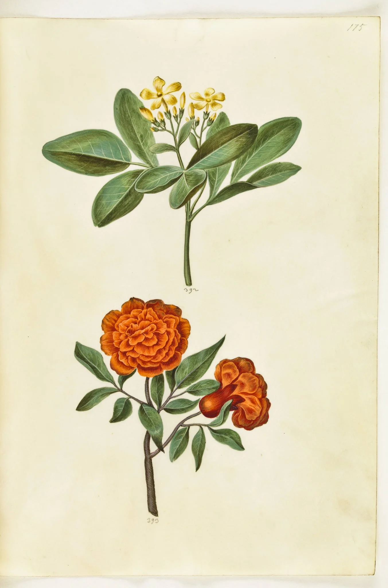 Jasminum odoratissimum (stue-jasmin); Punica granatum (granatæble), by Unknown, unspecified, 1650