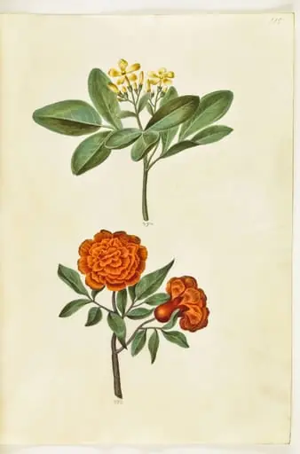 Jasminum odoratissimum (stue-jasmin); Punica granatum (granatæble)