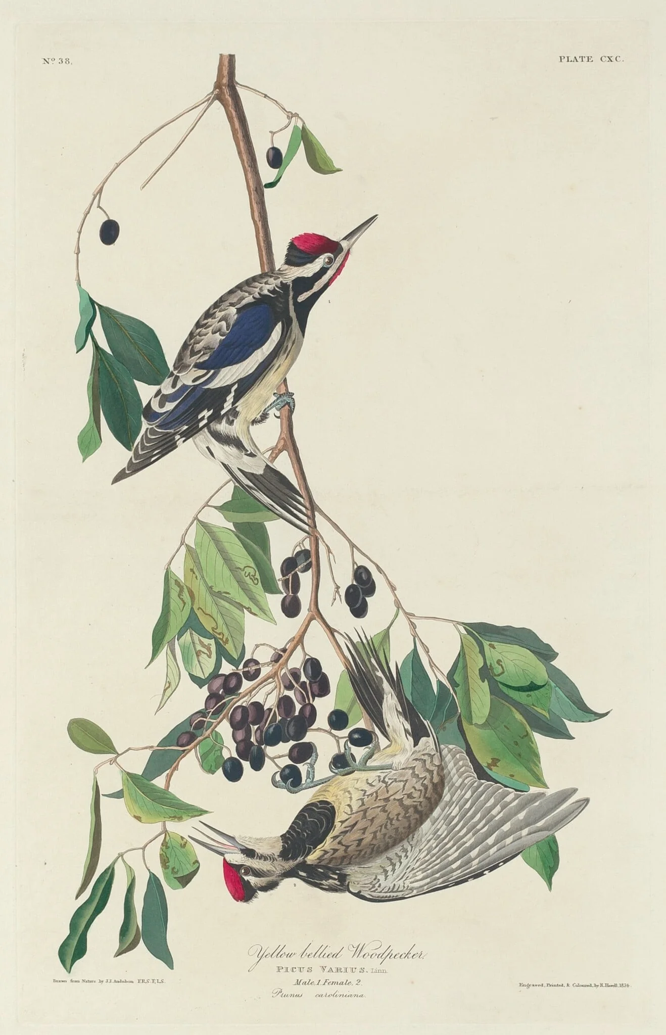 Yellow-bellied Woodpecker
