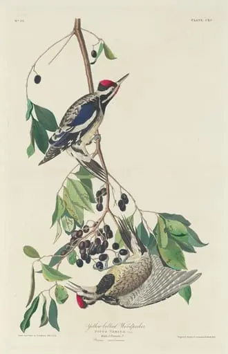 Yellow-bellied Woodpecker