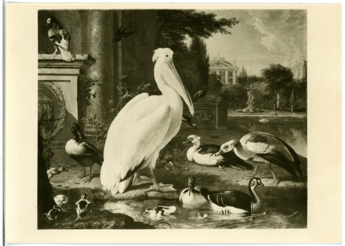 Pelican and other waterfowl in a Park