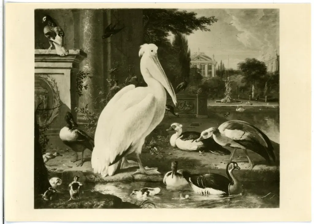 Pelican and other waterfowl in a Park