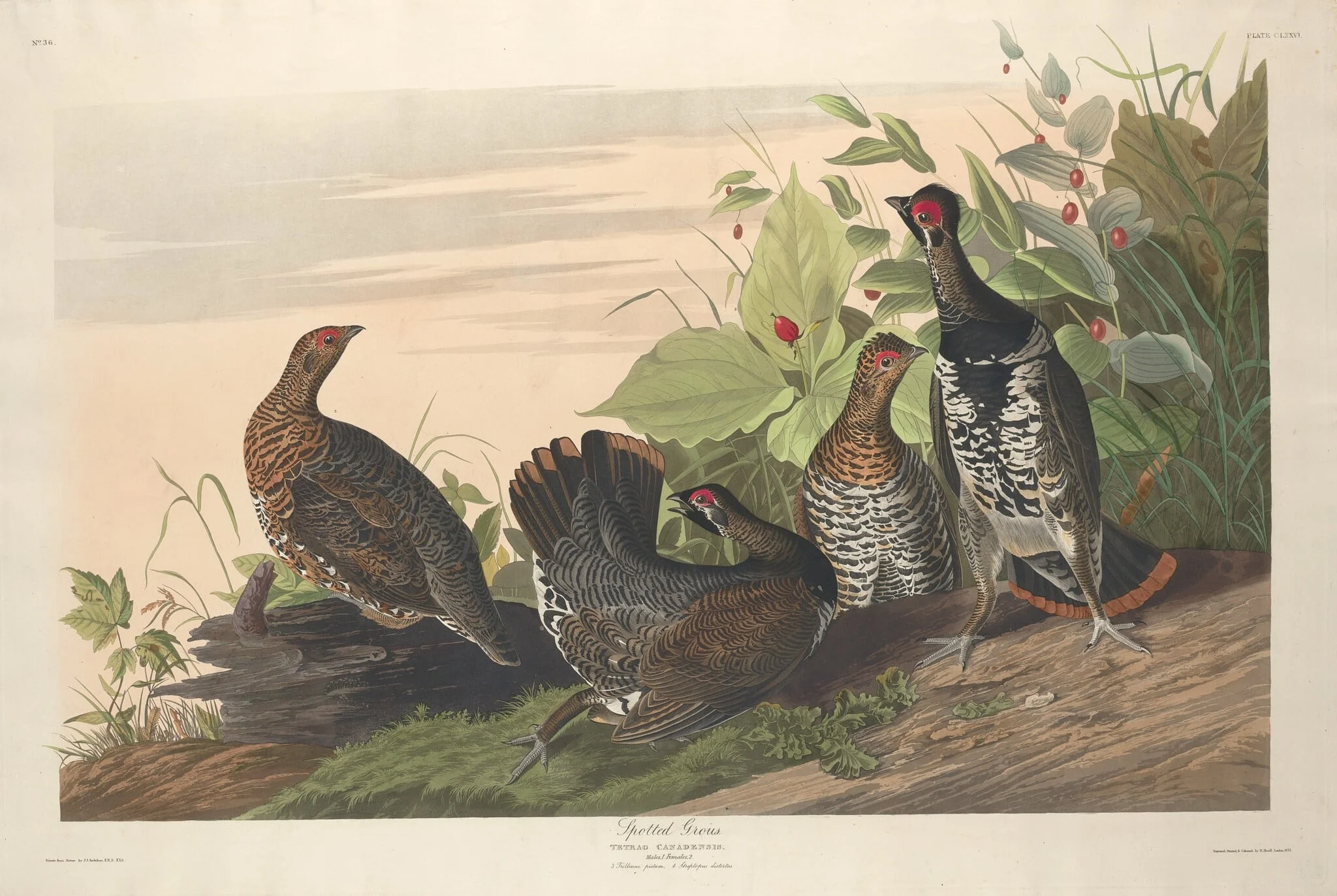 Spotted Grous, by Robert Havell Jr., ink, 1833