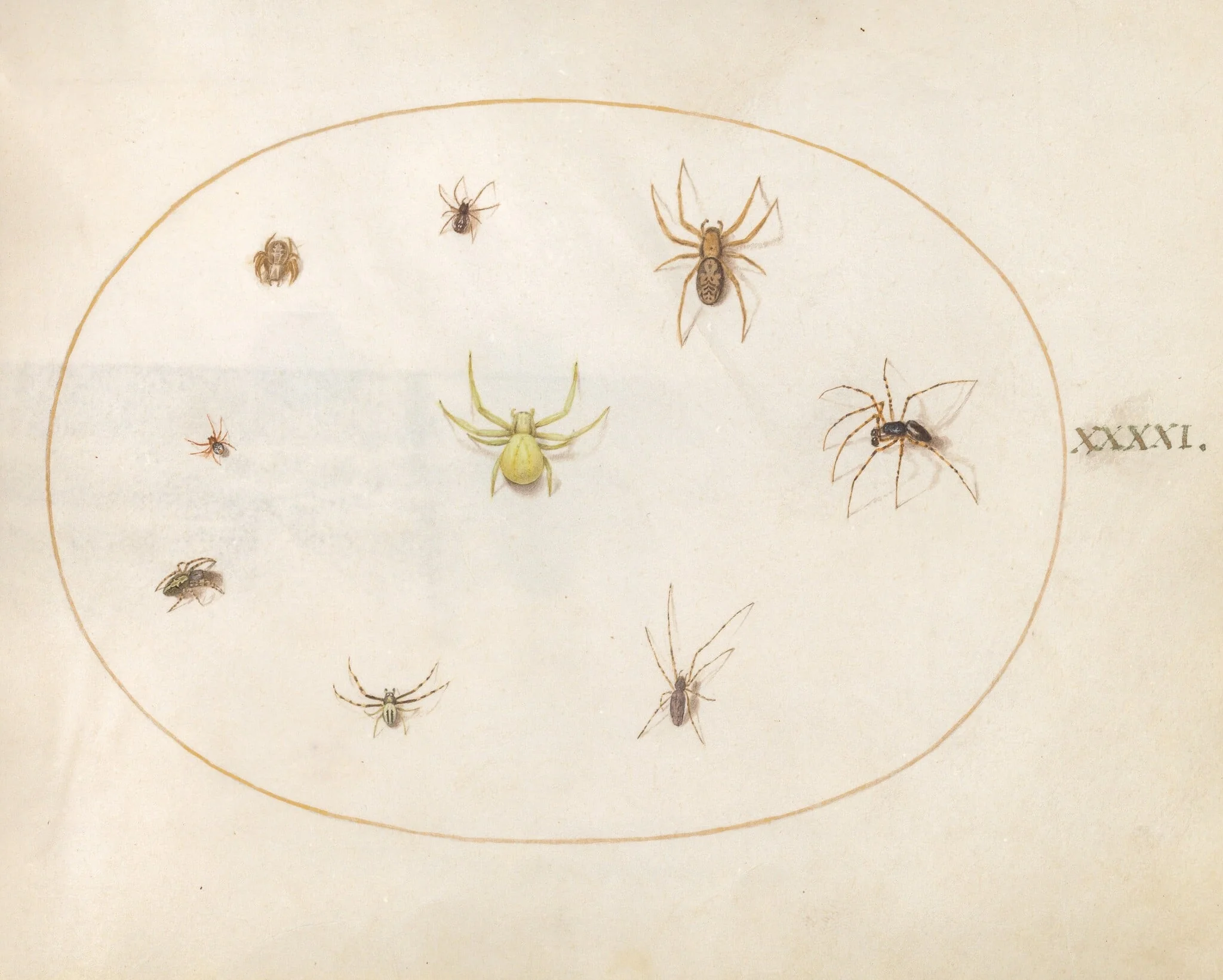 Plate 41: Yellow Spider Surrounded by Eight Spiders, by Joris Hoefnagel, gouache, 1594