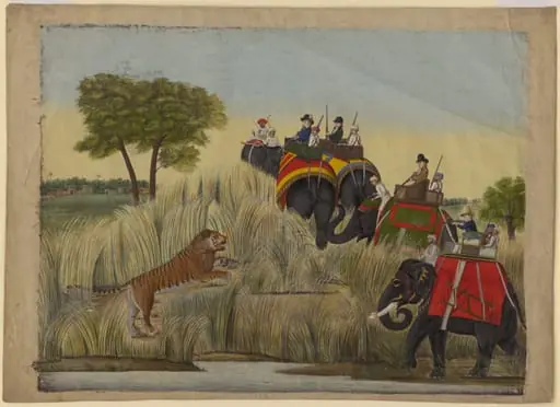 Four elephants with Europeans seated in the howdahs taking part in a tiger hunt.