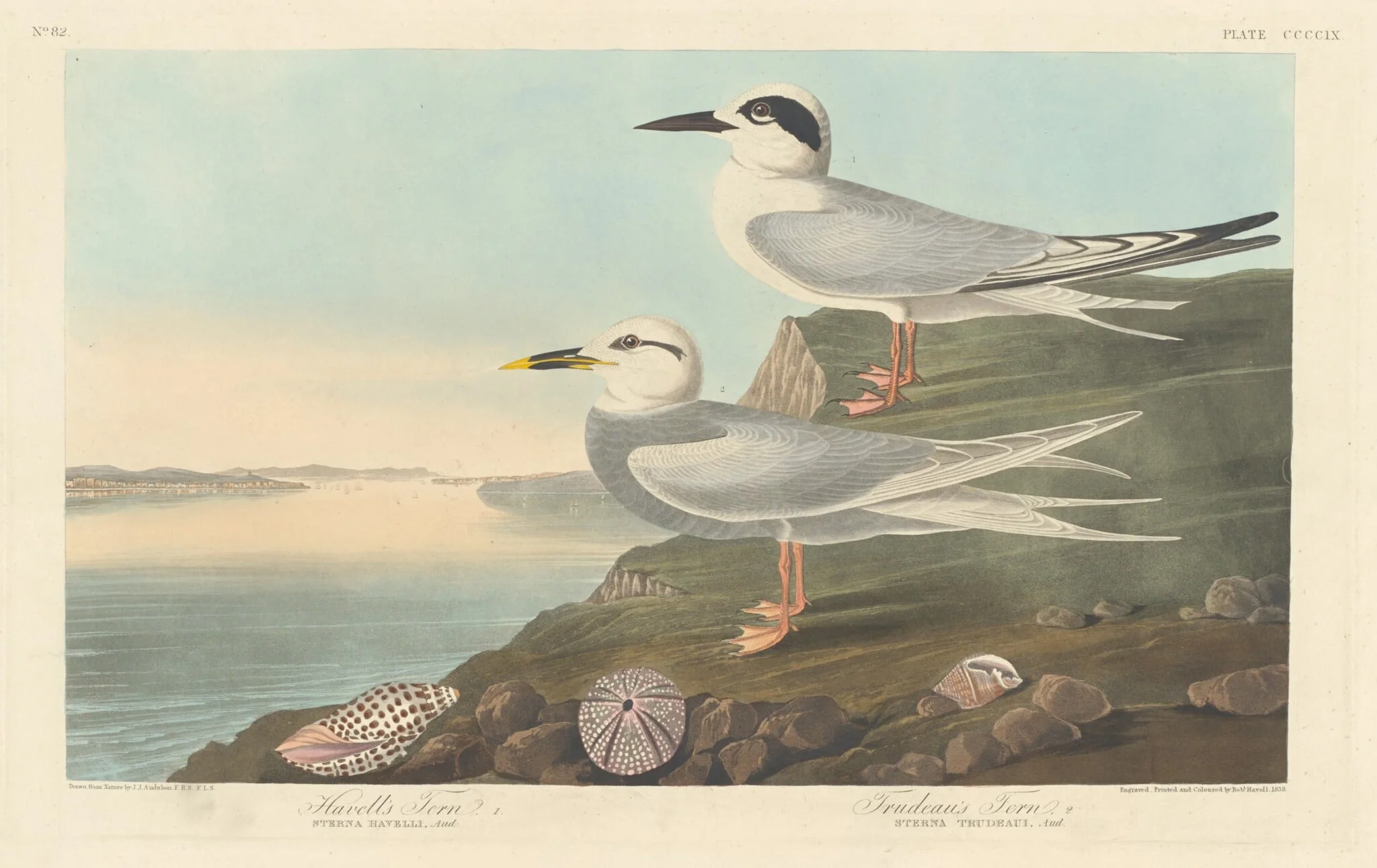Havell's Tern and Trudeau's Tern, by Robert Havell Jr., ink, 1838